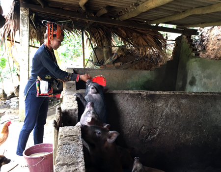 Chị Lâm Thị Sáu chăm sóc lợn rừng lai.